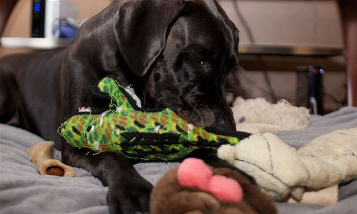 35 House Cleaning Tips - Washing your dog