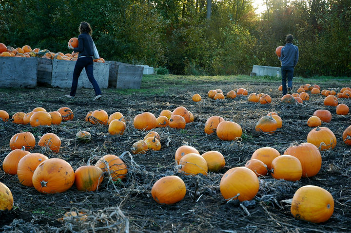 22 Handy Silica Gel Uses - Extend the life of your Halloween carved pumpkin.