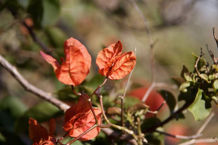 22 Handy Silica Gel Uses - Quickly dry your flowers for craft projects.
