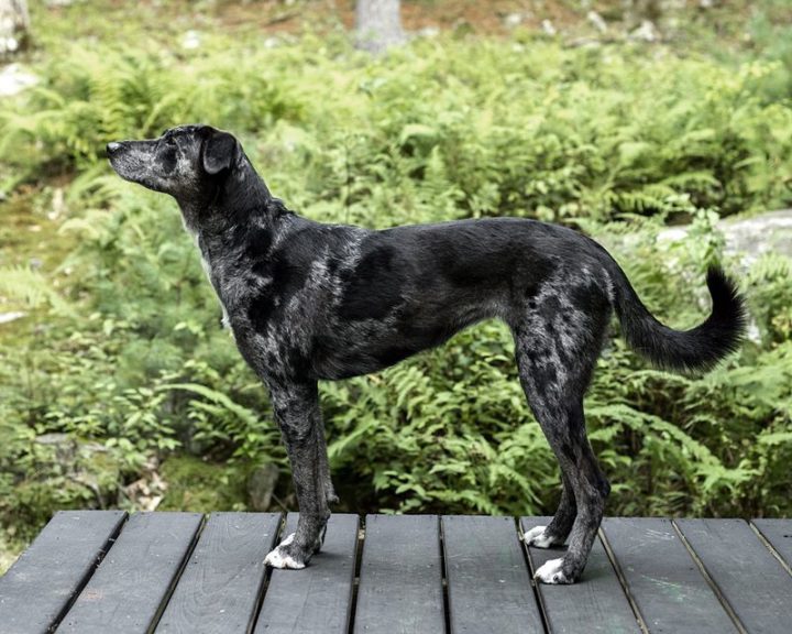23 Rare Dog Breeds - Catahoula Leopard Dog