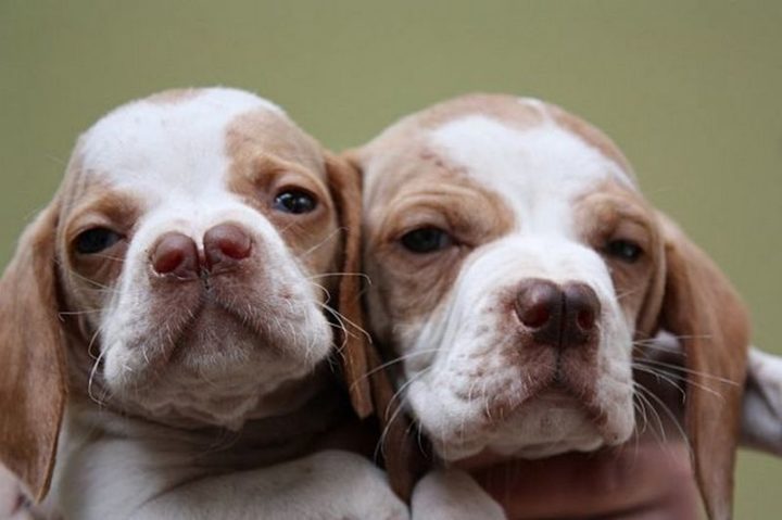 23 Rare Dog Breeds - Catalburun