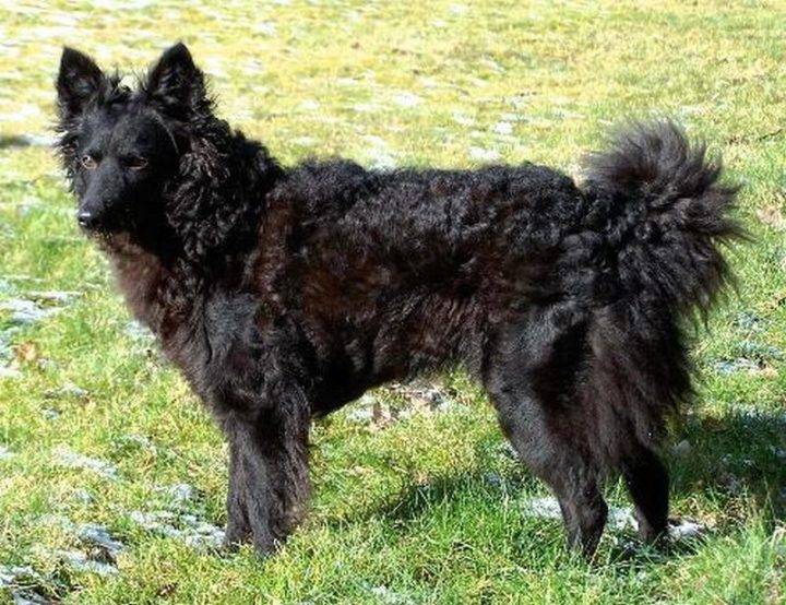 23 Rare Dog Breeds - Mudi.