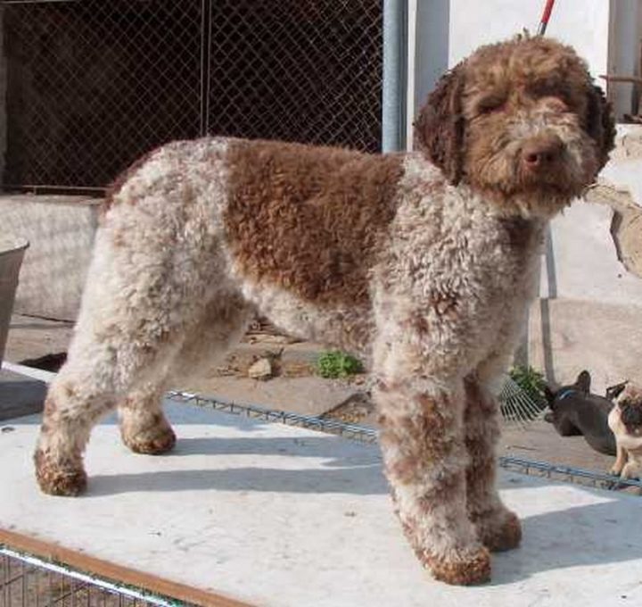 23 Rare Dog Breeds - Lagotto Romagnolo.
