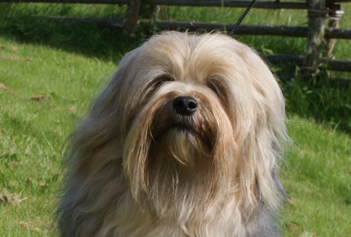 23 Rare Dog Breeds - Lowchen.