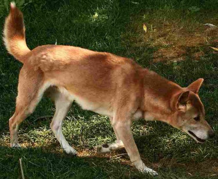 23 Rare Dog Breeds - New Guinea Singing Dog.