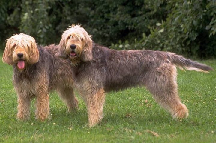 23 Rare Dog Breeds - Otterhound.