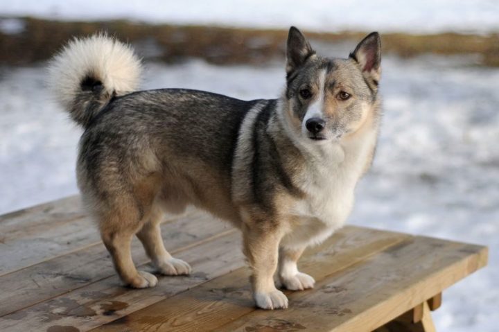 23 Rare Dog Breeds - Swedish Vallhund.