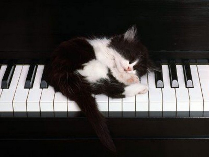 catssleepinweirdplaces.tumblr