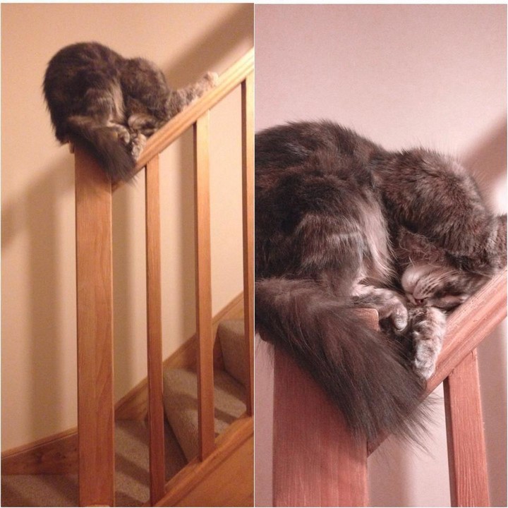 24 More Cats Asleep in a State of Bliss in Interesting Places 04