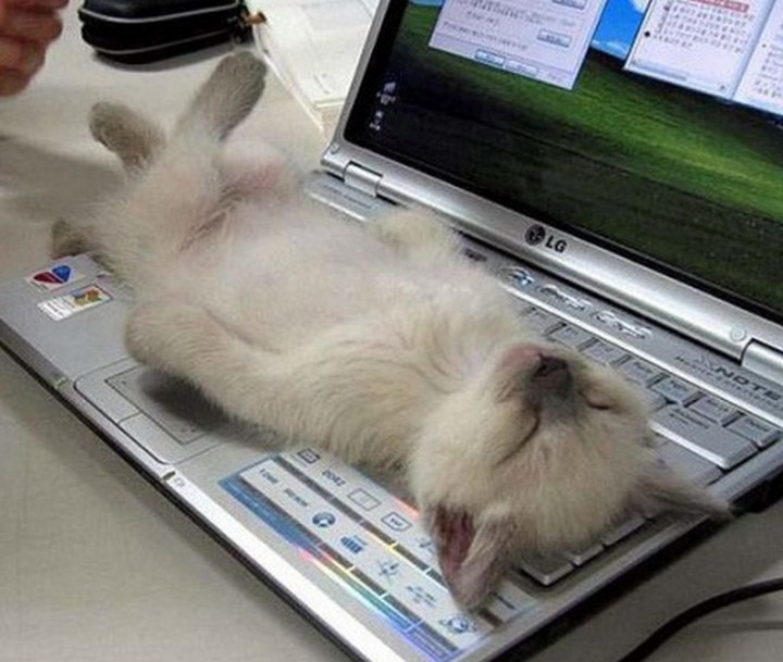 catssleepinweirdplaces.tumblr
