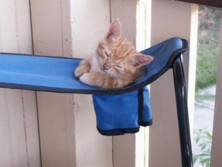 catssleepinweirdplaces.tumblr