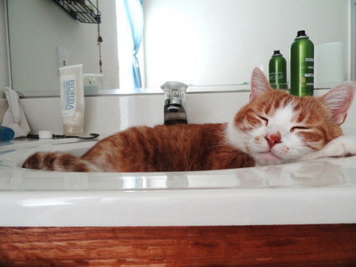 catssleepinweirdplaces.tumblr