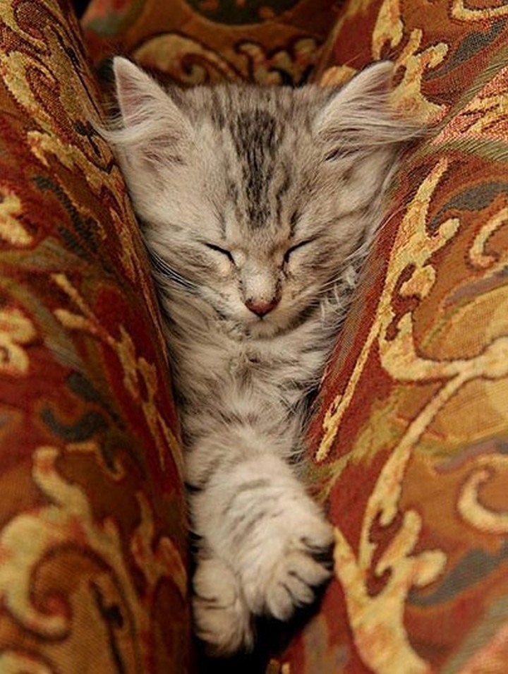 catssleepinweirdplaces.tumblr