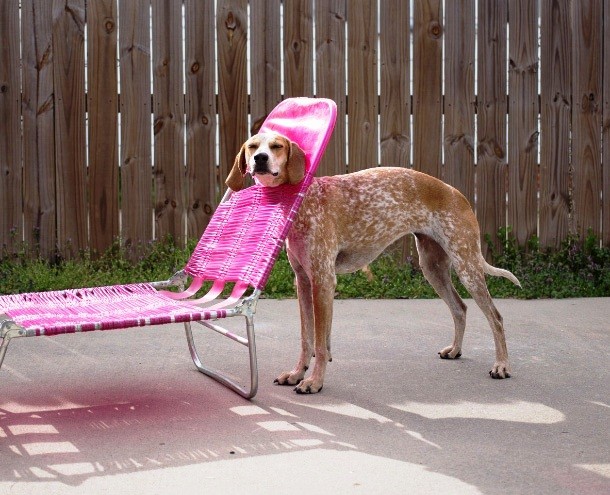 animals stuck in funny places