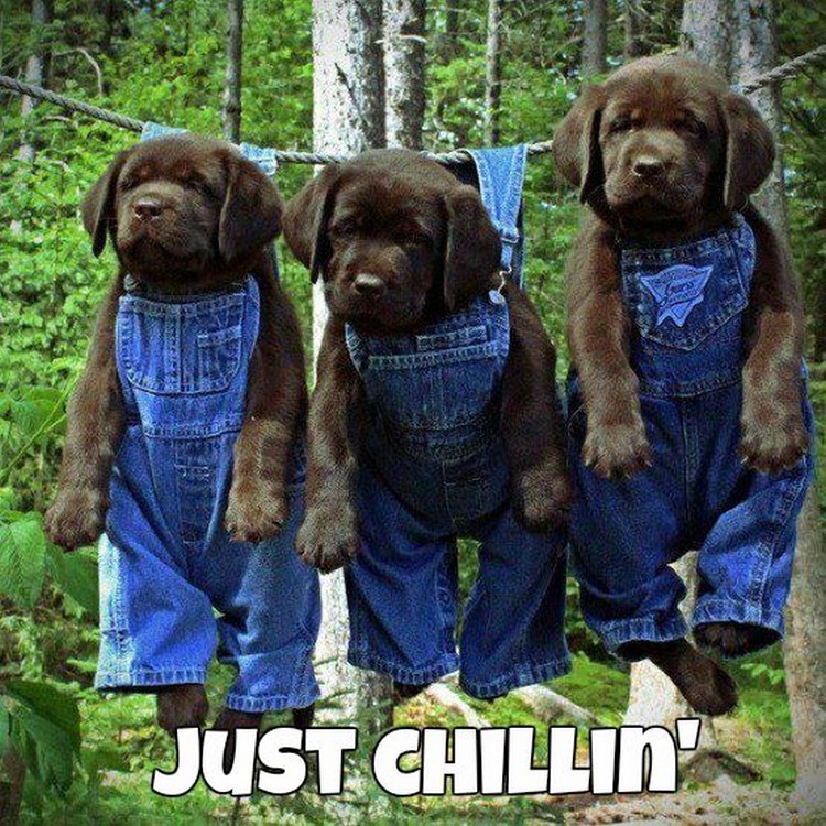 27 Funny Animal Memes - "Just chillin