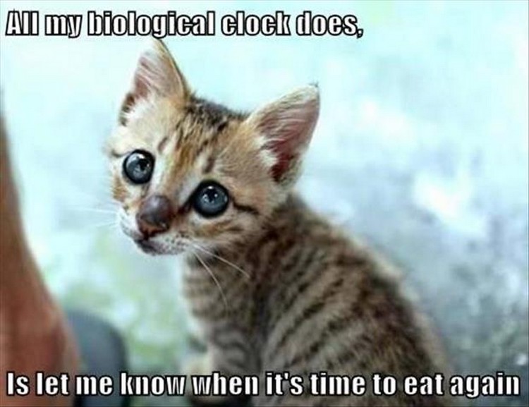 27 Funny Animal Memes - "All my biological clock does is let me know when it