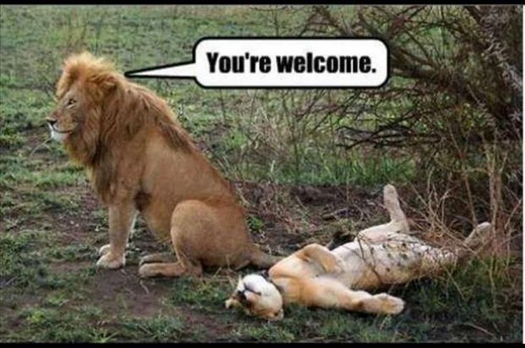 27 Funny Animal Memes - "You