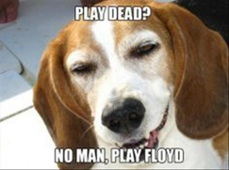 27 Funny Animal Memes - "Play Dead? No man, play Floyd."