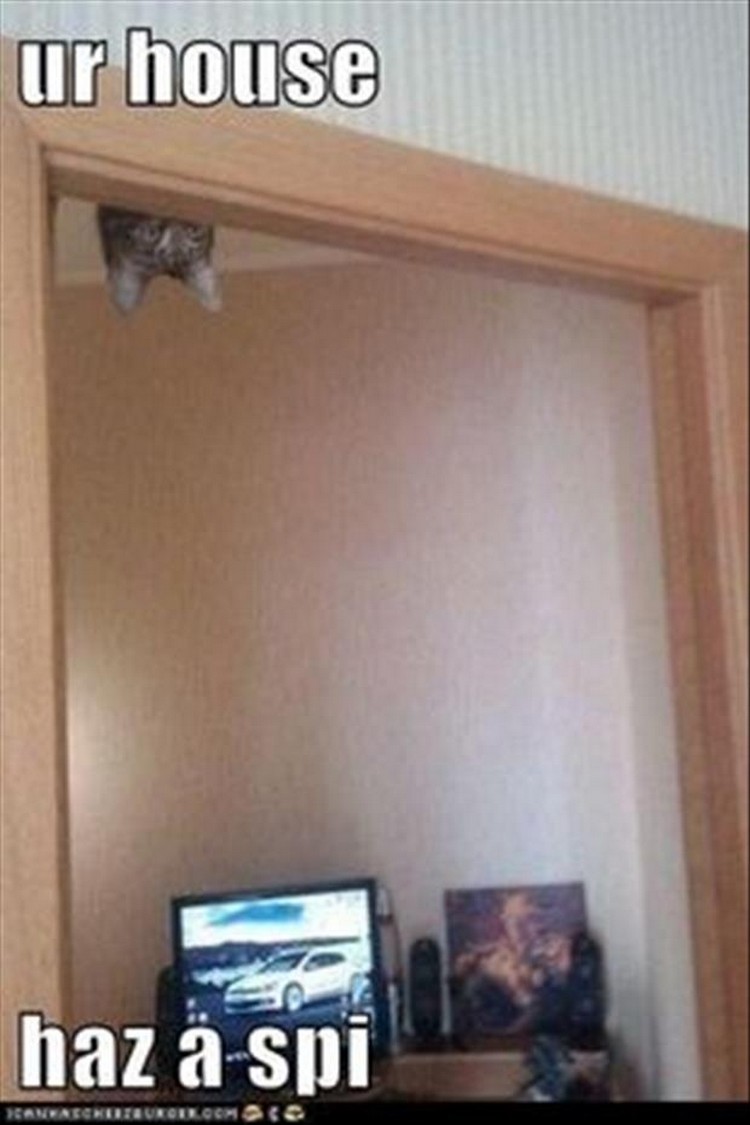27 Funny Animal Memes - "Ur house haz a spi."