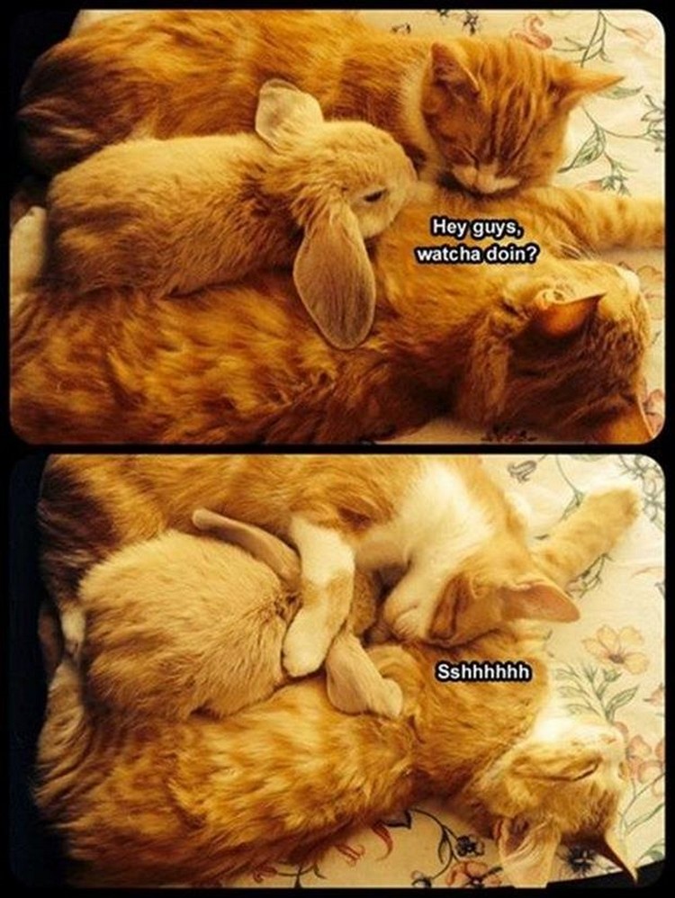 27 Funny Animal Memes - "Hey guys, whatcha doin? Sshhhhhh."