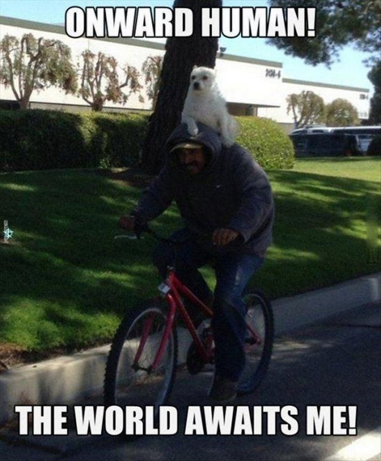 27 Funny Animal Memes - "Onward human! The world awaits me!"