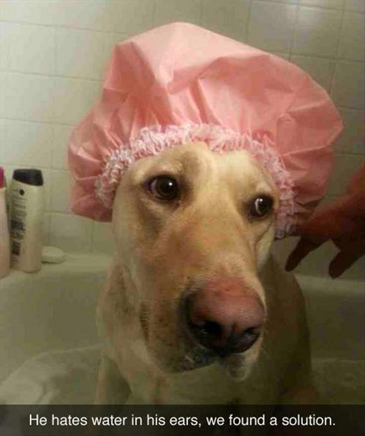 27 Funny Animal Memes - "He hates water in his ears, we found a solution."
