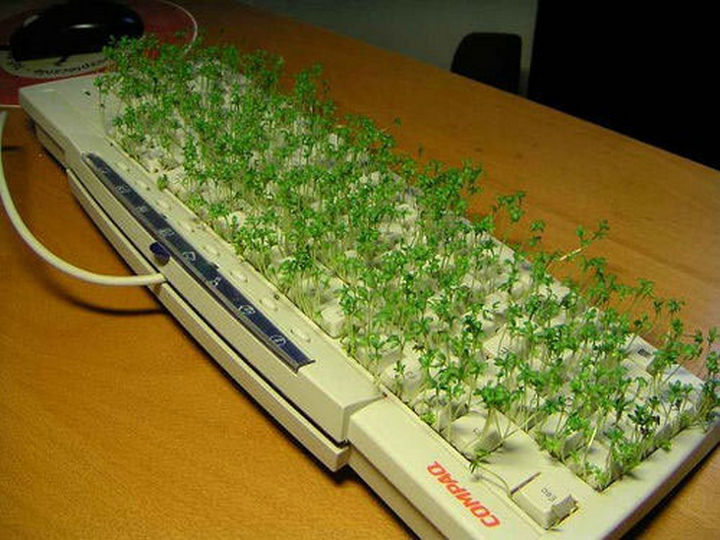 26 Funny Office Pranks - Ch-Ch-Ch-Chia keyboard.