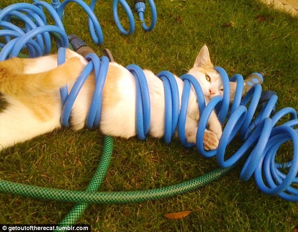 animals stuck in funny places