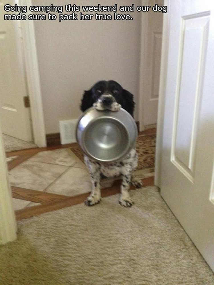 30 Things Only Dog Owners Will Understand - They love food but who doesn
