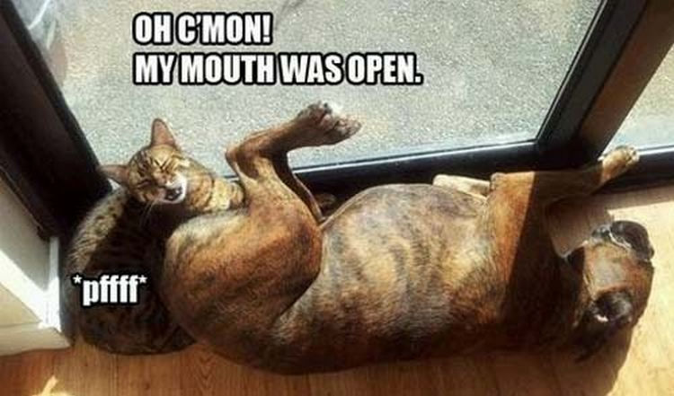 30 Things Only Dog Owners Will Understand - They
