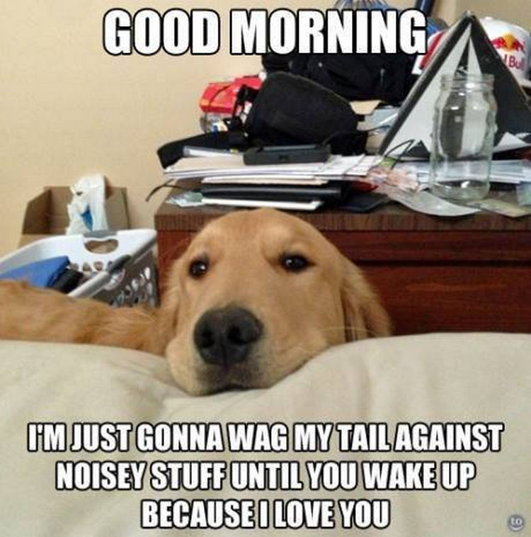 30 Things Only Dog Owners Will Understand - They