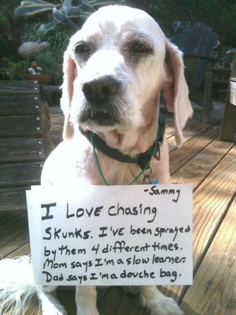 30 Things Only Dog Owners Will Understand - They love getting into trouble.