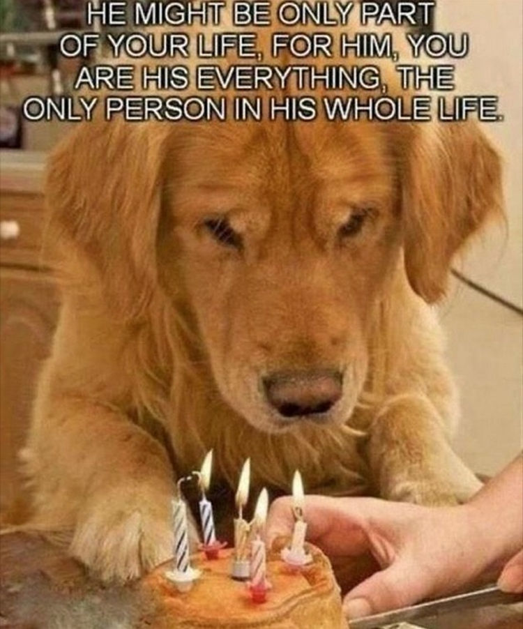 30 Things Only Dog Owners Will Understand - You are the most important thing in their life.