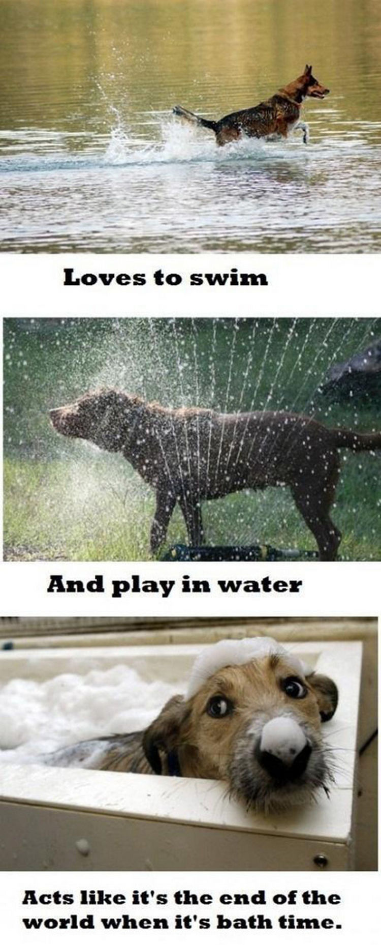 30 Things Only Dog Owners Will Understand - Maybe it