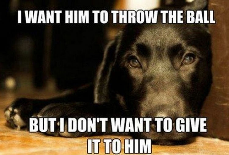 30 Things Only Dog Owners Will Understand - Fetching is an acquired skill.