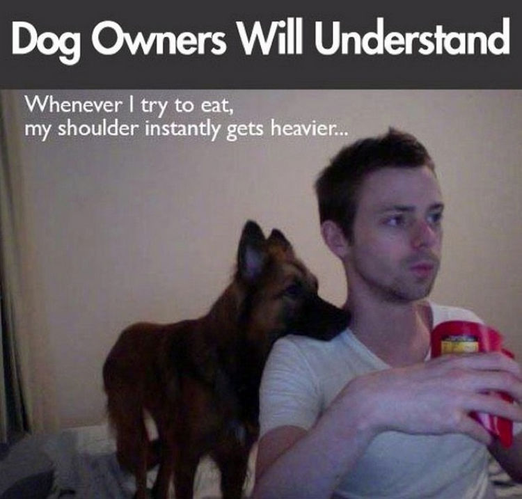 30 Things Only Dog Owners Will Understand - They