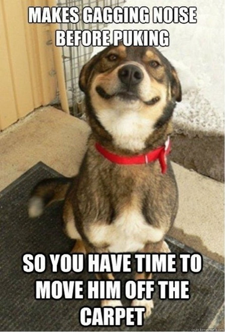 30 Things Only Dog Owners Will Understand - Well, that