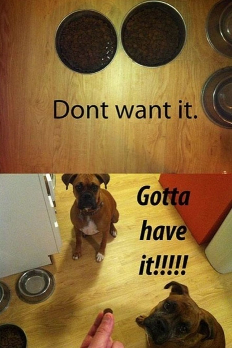 30 Things Only Dog Owners Will Understand - Wait...is that a treat you