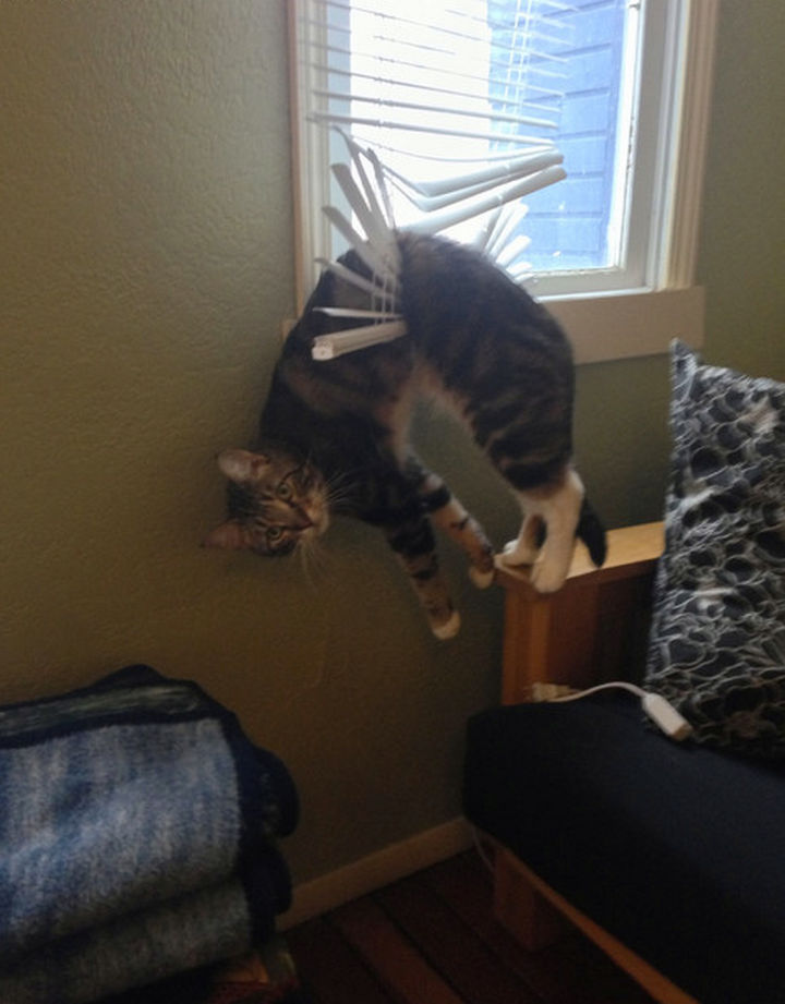 35 Photos of Animals Stuck in the Weirdest Places - When looking out the window turns out to be a bad idea.