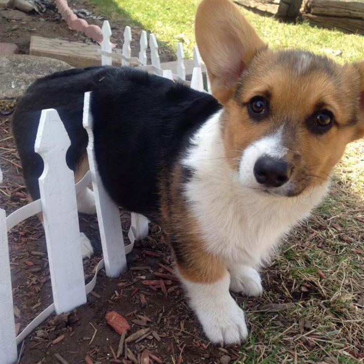 35 Photos of Animals Stuck in the Weirdest Places - This cute little fella tried to jump as high as he could!