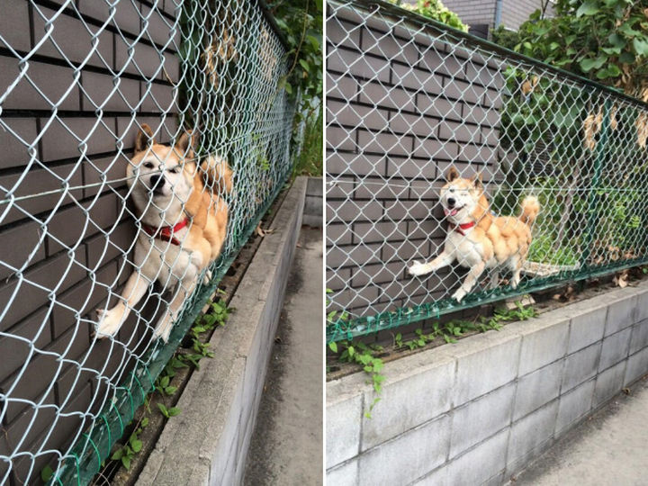 35 Photos of Animals Stuck in the Weirdest Places - "Me...stuck...no, not me..."
