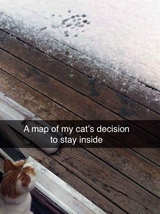 Cat looking at snow.