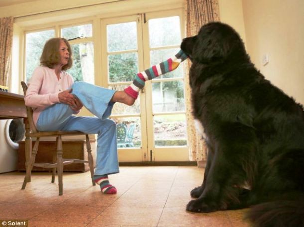 animals who want to work with you