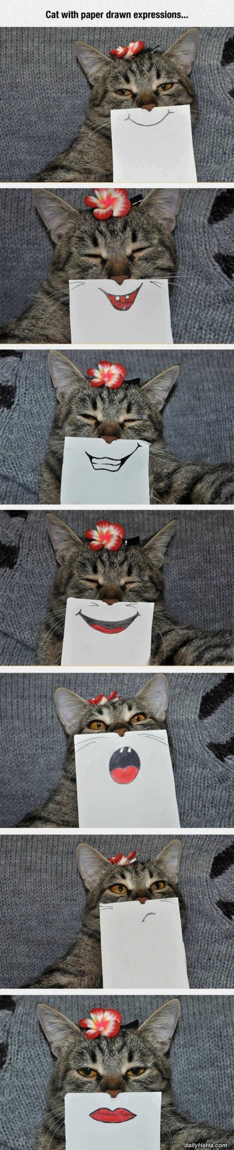 44 Incredibly Funny Pictures That Will Make You Smile - Cats are so funny with drawn expressions.