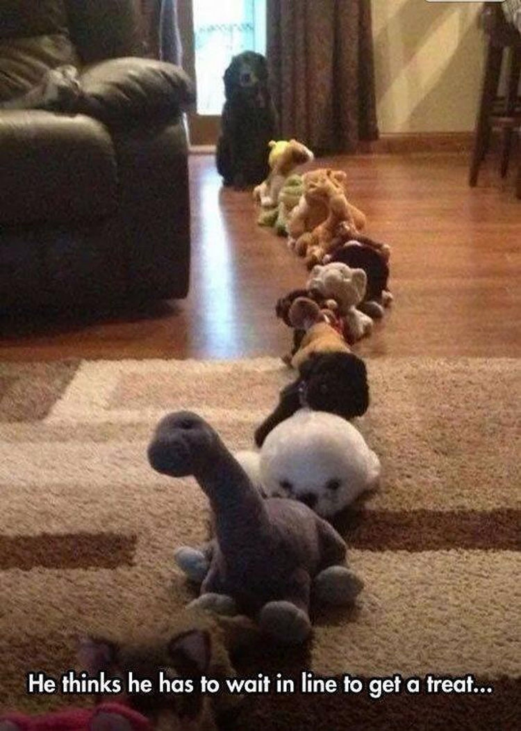 44 Incredibly Funny Pictures That Will Make You Smile - This dog deserves two treats for his patience.