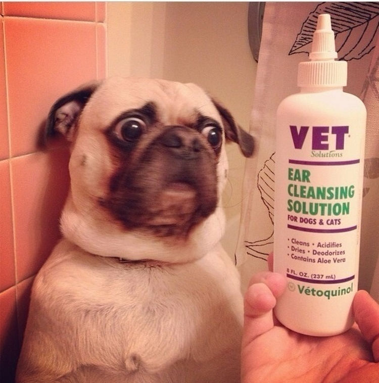 44 Incredibly Funny Pictures That Will Make You Smile - This dog may feel relieved when realizes that bottle is only going into his ears.