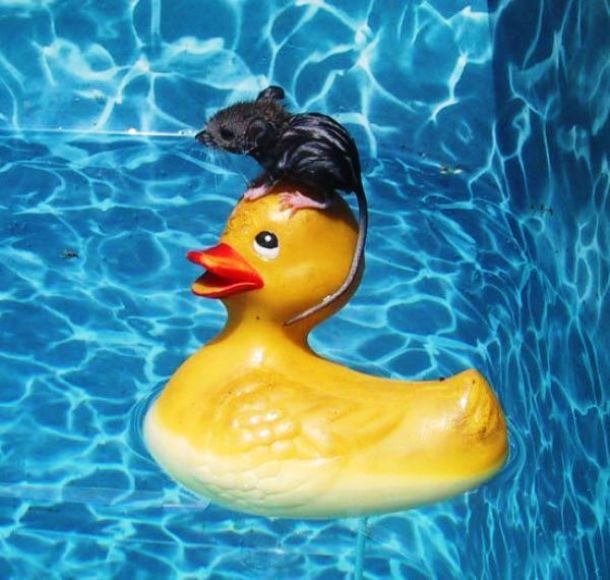 animals stuck in funny places