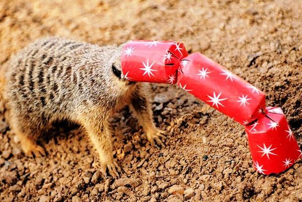 animals stuck in funny places