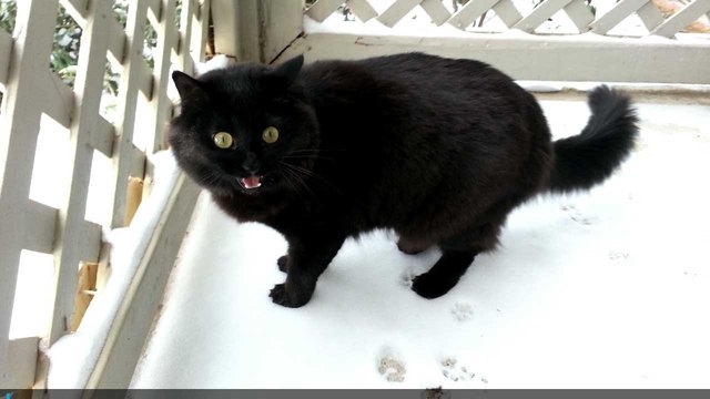 Cat standing in snow.