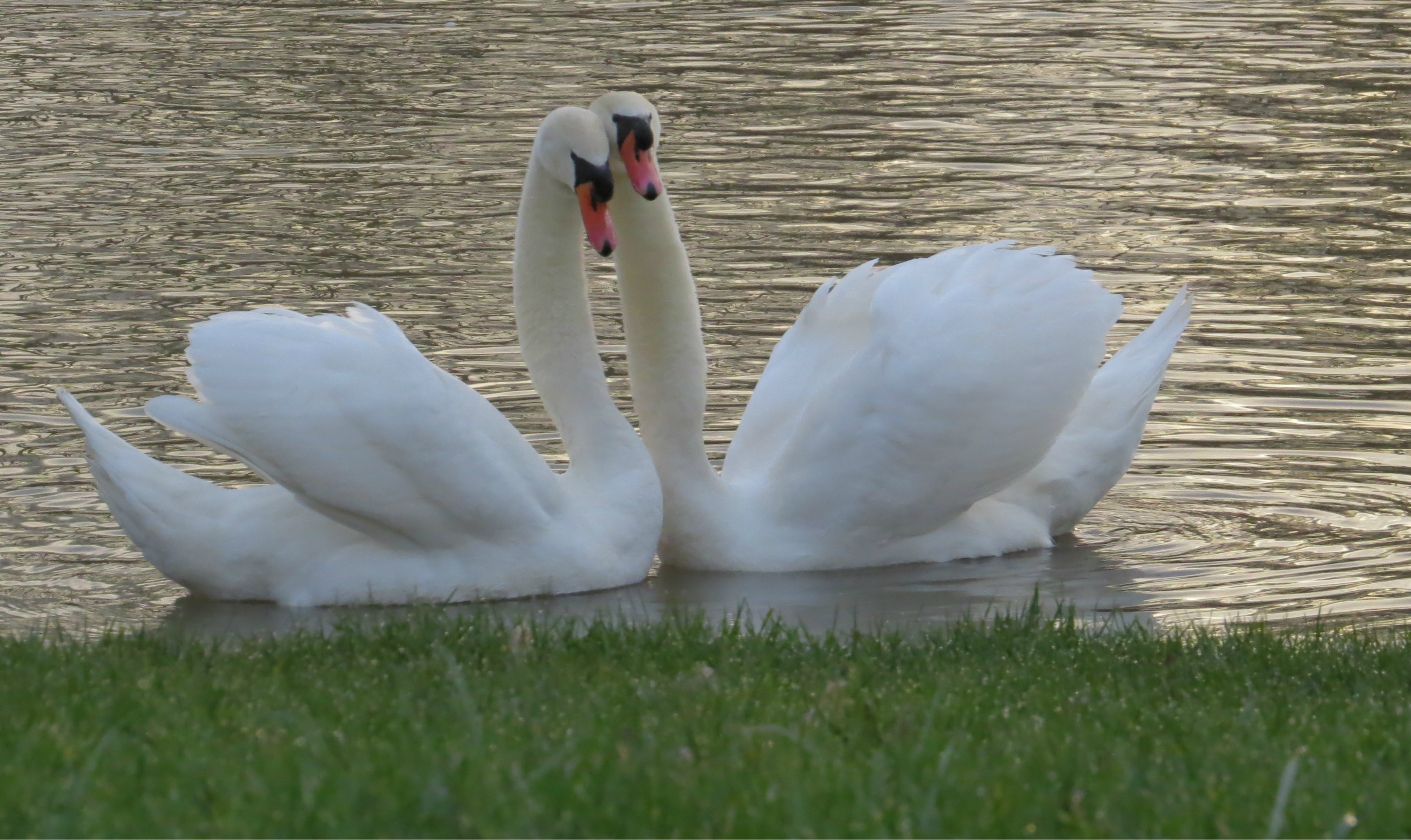 30+ Animal Couples That Prove Love Does Exist - Small Joys